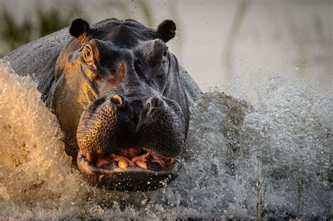 2016 National Geographic Nature Photographer of the Year - The Atlantic