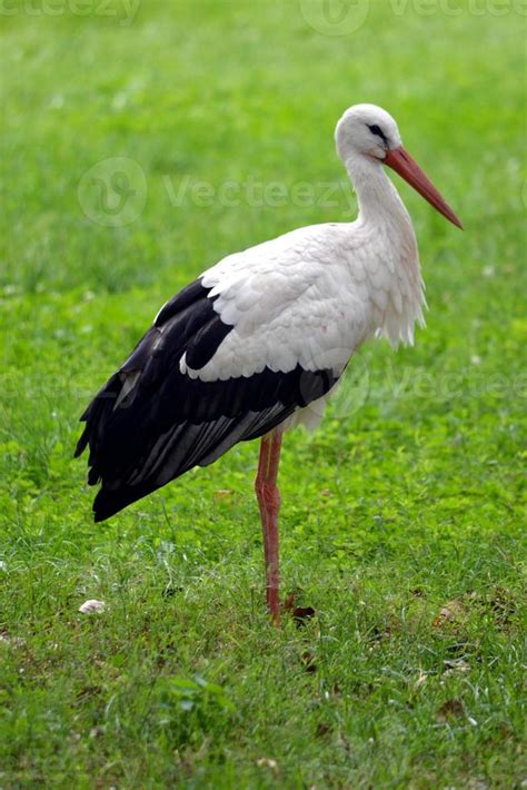 Stork Standing on a Grass 18904071 Stock Photo at Vecteezy