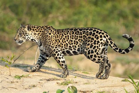 Jaguar Family stock photo. Image of panther, jaguar, orange - 30000920