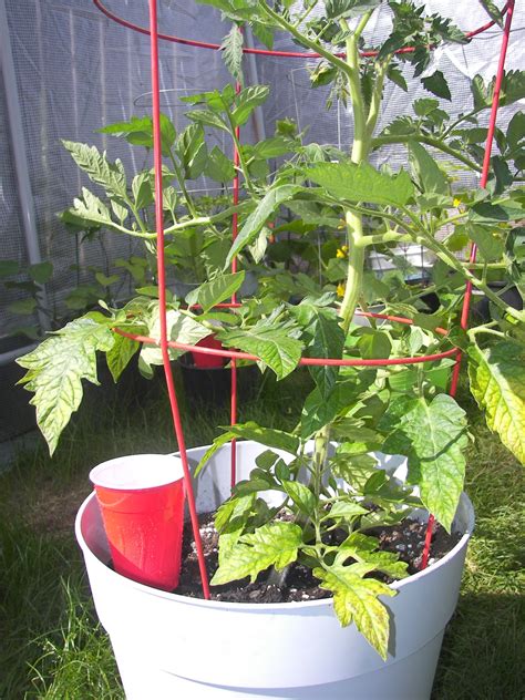 Watering Tomato Plants in Pots | The Architect and The Artist