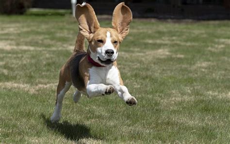 How To Feed Beagle Dog Properly: The Dos And Donts For Puppies And ...