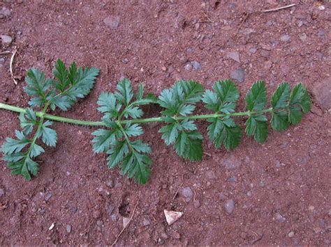 Wild Carrot, Daucus carota