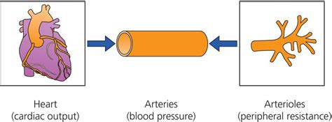 Pathophysiology of hypertension | Thoracic Key