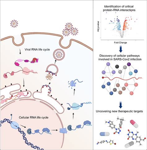 SARS-CoV-2 RNA discovery unlocks new potential treatments – India ...