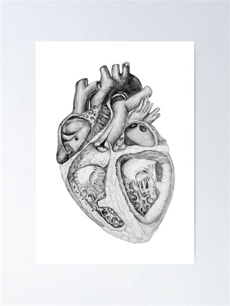 "Realistic Heart Illustration with Valves - Pencil Sketch" Poster for ...