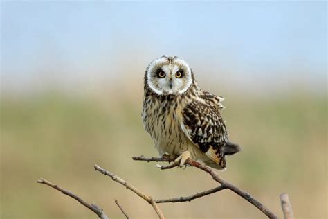 9 Types of Owls in Kansas (ID Guide with Pictures)