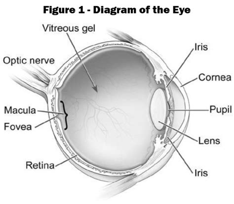 A Key Factor for Selecting Loupes: Magnification Power or Resolution?