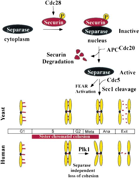 The anaphase-promoting complex: it's not just for mitosis any more