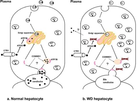 Figure 3:Inherited Copper Transport Disorders: Biochemical Mechanisms ...