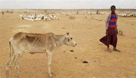 Millions in need of aid as Ethiopia faces its worst drought in years