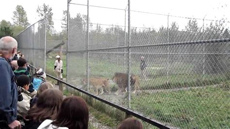 Lion Feeding at the Vancouver Zoo - YouTube