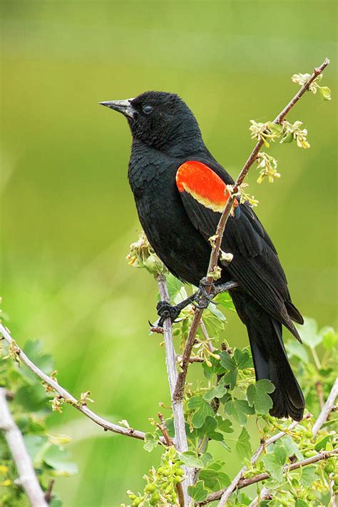 Male Red-winged Blackbird Photograph by Belinda Greb - Fine Art America