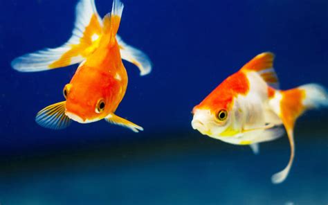 15 Best Goldfish Tank Mates (With Pictures) - AquariumNexus