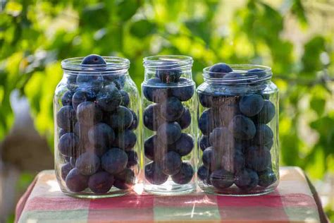 How to Can Plums For Year-Round Enjoyment - Minneopa Orchards