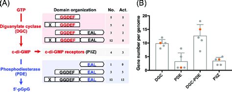 Overview of c-di-GMP signaling in Sinorhizobium fredii SF45436. (A ...