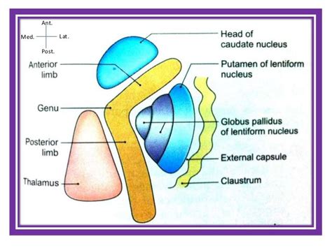 Image result for brain anatomy internal capsule | Fisiología ...