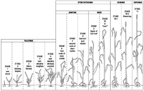 Wheat Growth Stages - Nebraska Wheat