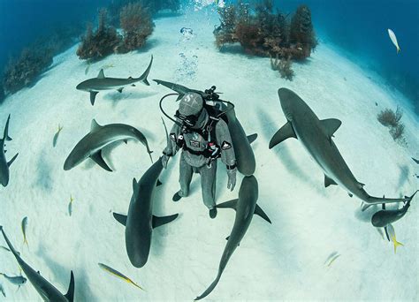 Shark Laws in Bahamas | Shark Angels