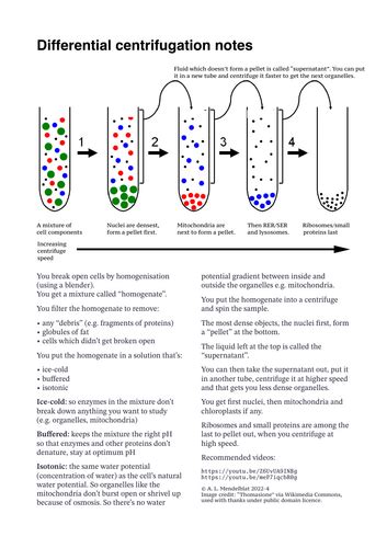 Differential cell centrifugation notes, A-level biology | Teaching ...