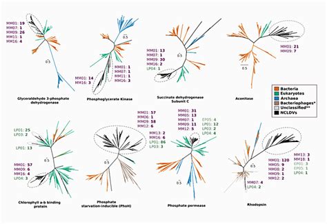 Dynamic Genome Evolution and Blueprint of Complex Virocell Metabolism in Globally-Distributed ...