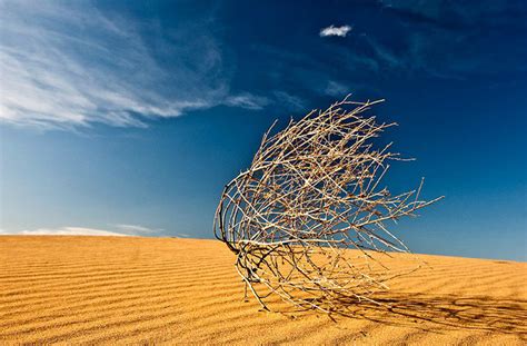 Nine White Banners, Tumbleweed in the Gobi desert, Mongolia. After the...