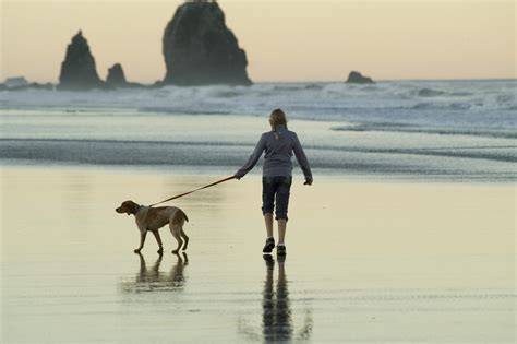 Tips for dog walking