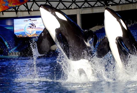 SeaWorld San Antonio's 25th Operating Season in Full-swing - North San ...