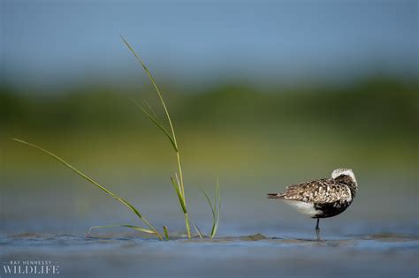 Resting Black-bellied Plover — Ray Hennessy Wildlife