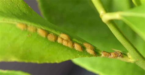 Plant Scale Insects: Removing Plant Scale Insects Indoors and Out