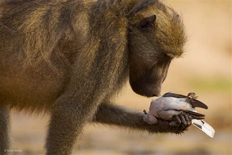 The thoughtful baboon | Adrian Bailey | Behaviour: Mammals | Wildlife ...