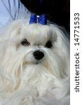 Maltese Pup Free Stock Photo - Public Domain Pictures