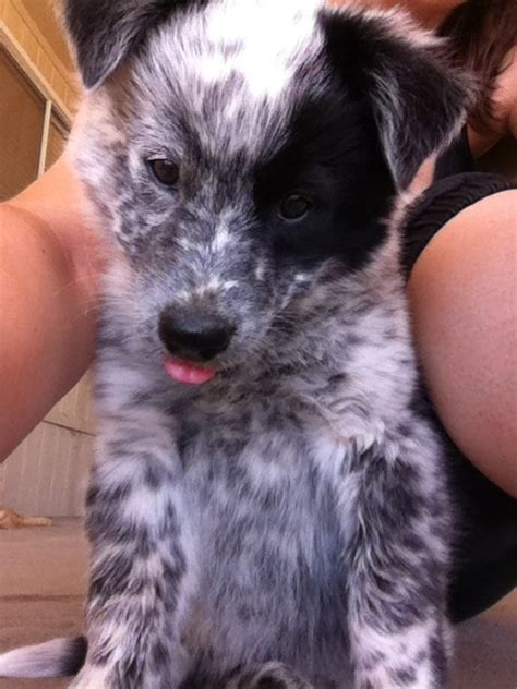 Border Collie/Queensland Heeler mix. | Cute dogs, I love dogs