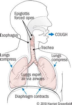 That Nagging Cough - Harvard Health Publishing - Harvard Health