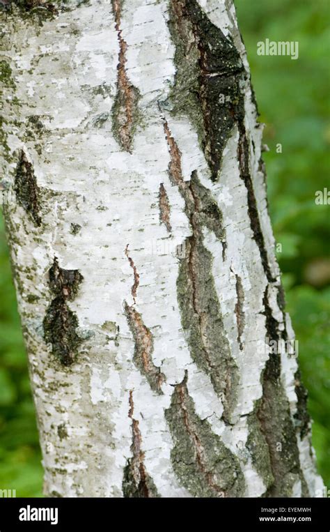 silver birch bark tree trees silverbirch wood woods forest deciduous Stock Photo - Alamy