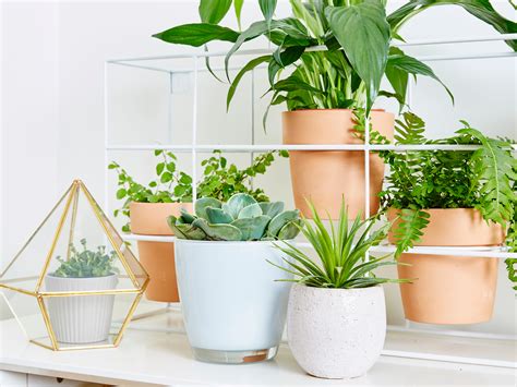 How To Create an Affordable Indoor Garden