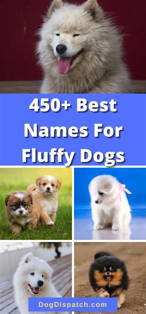 450+ Best Names For Fluffy Dogs (2022 Updated) - Dog Dispatch