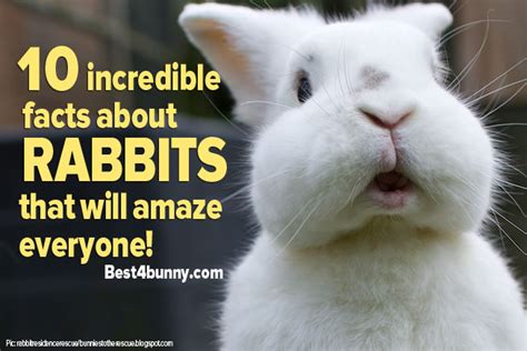 10 incredible facts about rabbits that will amaze everyone! - Best4Bunny