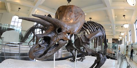 Triceratops Fossil Skeleton