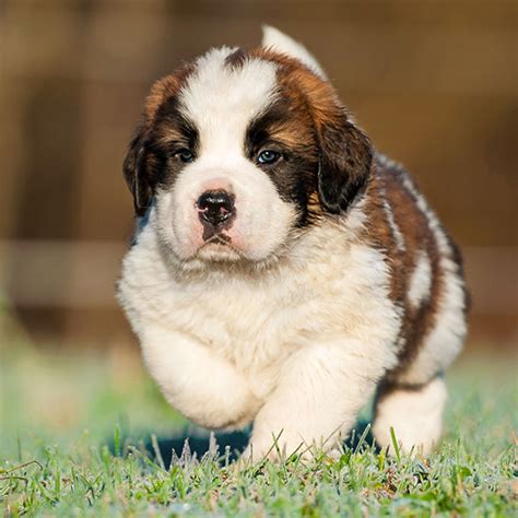 #1 | Saint Bernard Puppies For Sale By Uptown Puppies