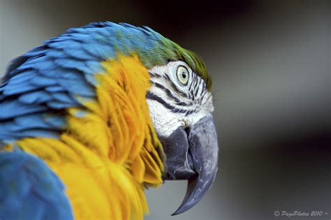 Fondos de pantalla : pájaro, Canon, Bokeh, Steve, loro, Stevepage, guacamayo, Central Florida ...