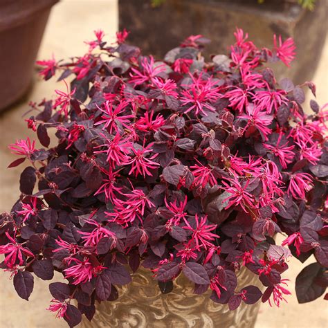 Loropetalum JAZZ HANDS Dwarf Pink - Buy Chinese fringe-flower Shrubs Online