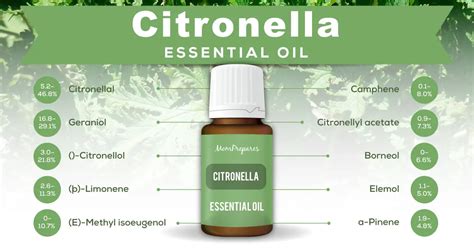 Citronella Essential Oil - The Complete Uses and Benefits Guide