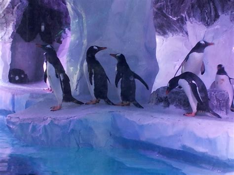 Penguins at Birmingham Sea Life Centre www.cmavideo.co.uk | Sea life ...