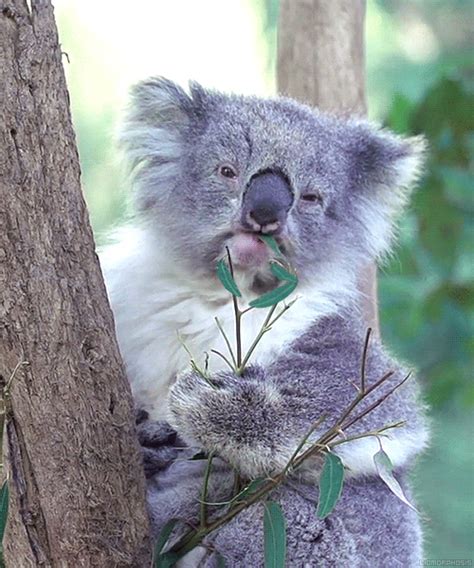 Eating Koala Bear Pictures, Photos, and Images for Facebook, Tumblr, Pinterest, and Twitter