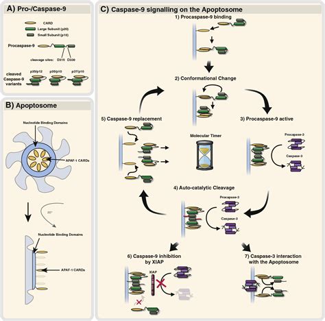 The central role of initiator caspase-9 in apoptosis signal transduction and the regulation of ...