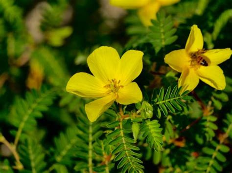 Flowers UAE: Plants that Thrive - Al Ardh Alkhadra