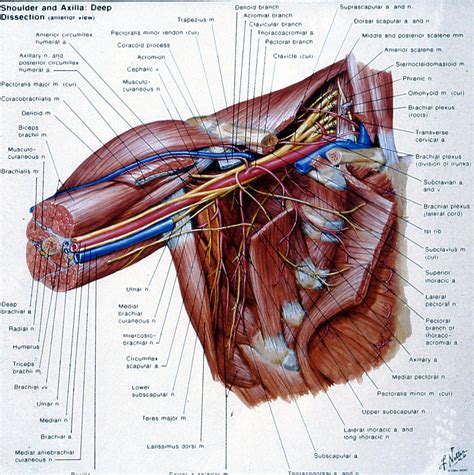 Shoulder Joint Anatomy Diagram