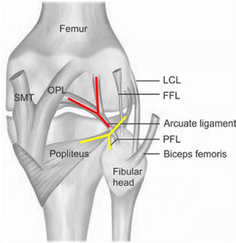 Posterolateral Corner Knee Anatomy