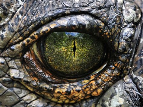 Free photo: Lizard Eye - Eye, Lizard, Reptile - Free Download - Jooinn