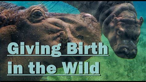 WILD ANIMALS Giving Birth | Animals wild, Animals, Newborn elephant